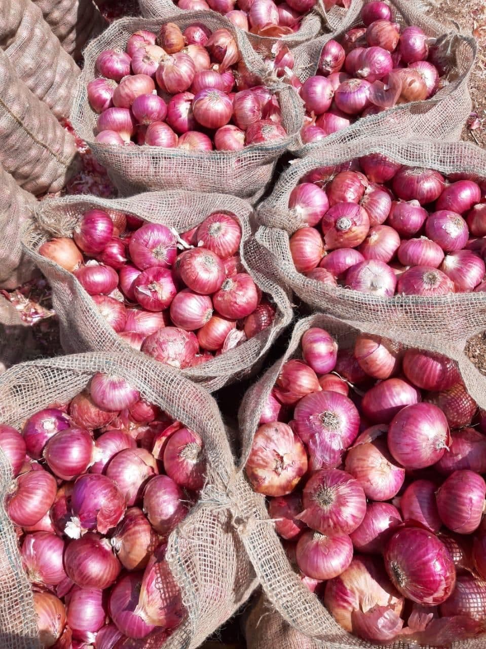 Fresh Red Onions